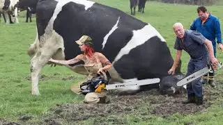 Modern Farming Technology Smart Cow Farming Technology Cow Farm Video Hi tech Dairy Farm