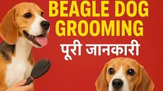 Beagle Dog Grooming & Care | आपके डॉग को रखे हेल्दी और शाइनिंग || Beagle Dog Grooming Step by Step 