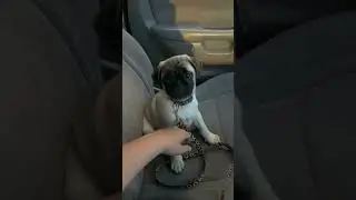 Back when I was a puppy. #pugsarelife