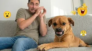 You Won&rsquo;t Stop Laughing at These Funny Dogs 😂🐕 | Best Dog Videos 2026 #12