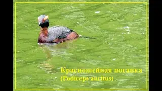 Птицы Петербурга. Красношейная поганка (Podiceps auritus)