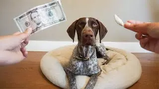 Broke his Canine TOOTH!!! | German Shorthaired Pointer