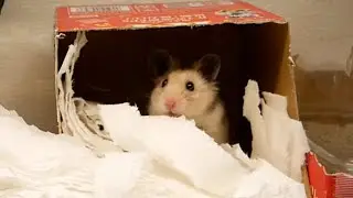 ポンちゃん宅を掃除しながら、株の件とハムカフェ構想の件を黙々と【声なし】