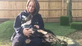 Blue Cross pets in Lewknor
