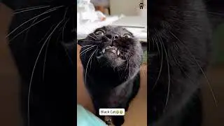 Black cat core🐈&zwj;⬛🤗#cat #funny #catshorts #catlovers #pets #funnycat #cutecat #blackcat