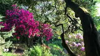 Healing Harp - Scottish Nature - Colour - Long Relaxation