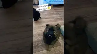 Щенки евразиера #eurasier #dog #puppy #shots