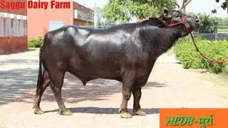 👍HLDB Old Murrah Bull 🔥No.PC-127 From HLDB 🍃Hisar (Haryana)