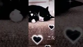 Relaxing!🐾😻 #catsarefamily #catsarelife #tuxedocat #catsshorts