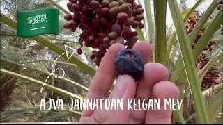 Куриная мадинадан ташкаирига чикдик хурмо ажвани тузатишини куина