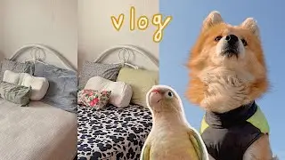 🌱236 Vlog I 침구를 바꿨습니다 근데 이제 브이로그와 개새를 곁들인... I 김갈릭