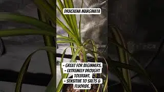Madagascar Dragon Tree