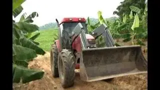 Plantain Bandits Plague Puerto Rican Farmers