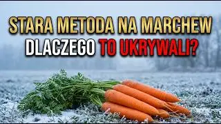Już nigdy nie przerywaj marchwi dzięki tej „zaginionej” ogrodniczej sztuczce