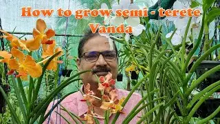 HOW TO GROW SEMI TERETE VANDA BY DR L JOSE