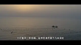 迪巴湾 - 在世界中心的顶级生蚝