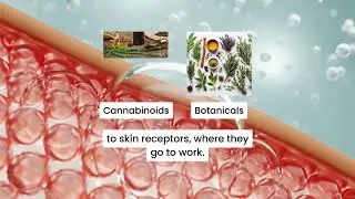 Cooling Cream-5-CBD Cooling Cream - Product Video 1.mp4