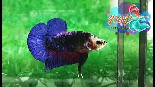 LIVE BETTA FISHBLUE BLACK GALAXY BLACKLIGHT AVATAR HMPK (PKB11) I PW BETTA FARM