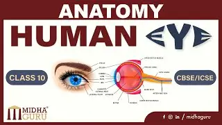 Anatomy of Human Eye (Sense organs) 10th ICSE/10th CBSE