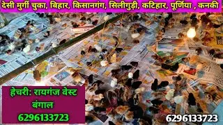 देसी मुर्गी फार्म || desi sonali chicken farming in Bihar #desichickenfarming #chickenfarm #chickn