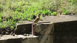 Ground Woodpecker, Geocolaptes olivaceus, Golden Gate NP, South Africa, 23 Nov 2022 (1/4)