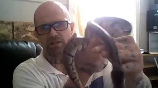 Normal 