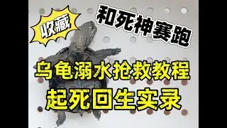 乌龟溺水怎么抢救？麝香溺水半小时起死回生急救4个步骤实录讲解