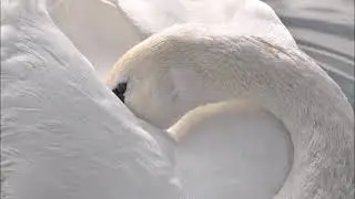 Posion Äijä / Laulut kun kuolevat