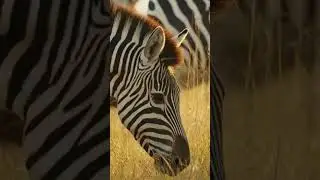ЗЕБРЫ НЕ ОЖИДАЛИ И Я ТОЖЕ #тревелвлог #funny