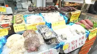 8 Hour Osaka Layover