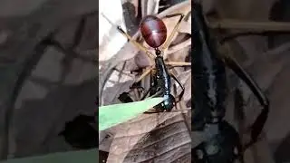 semut besar dihutan Kalimantan tengah
