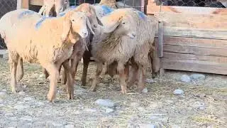 7 баш Арашан козулар +996 777 959 547