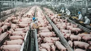 How Pigs Are Raised, Transported, and Processed &ndash; The Pork Production Journey Explained!