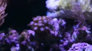 REEF 150LT