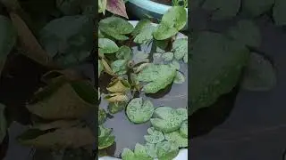 Sacred plants#myterracegarden #tulsi#shami#belva #harsringar #lotus #parijaat #myterrace #yt #sacred