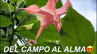 🌿 Día en la Finca: Limpieza Profunda, Cumpleaños y Paseo con los Perros 🐶🎉
