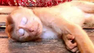 Baby Axel sleep well while grooming by gentle man/Axel monkey deep sleep