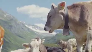 Top 10 High Altitude Survivors - Animals Defying the Odds