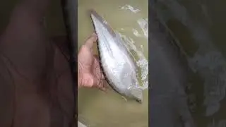 Chital Fish Seed approx.300g