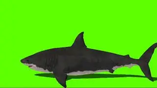 Shark Run Video || Tanveer GreenScreen Videos || No CopyRight Videos #tanveergreenscreen
