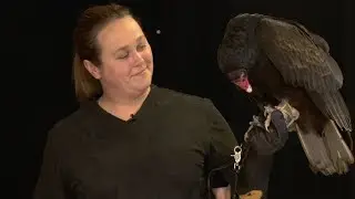 The Three P's of Turkey Vultures
