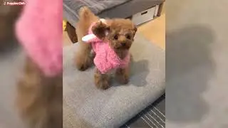 Cutest Micro Poodle Puppies Video Compilation