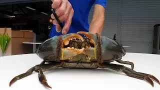 이게 진짜 칠리크랩이지 싱가포르 현지에서 비법소스까지 공개합니다