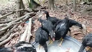 Shamo breeding to Black Australorp ll@ANVSHOTS
