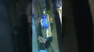 Electric Blue Powder Blue Jack Dempsey week 17 update #aquarium #fishkeepinghobby #cichlid