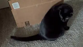 Cute Precious Piper Demonstrates a Box Inspection - Adopting a Cat from a Shelter Vlog