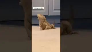How Percy treats me on laundry day 🤣 #beardeddragon #animal #reptile #funny #funnyanimals