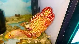 Kamfa Gb chơi bao ph&ecirc; #c&aacute;cảnh #flowerhorn #aquarium #fish #calahandep #kamfa 