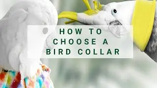 How To Choose A Bird Collar