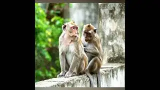 &ldquo;Peaceful Monkey Moments&rdquo; 🐒 #monkeysr #animals #animallife #cute